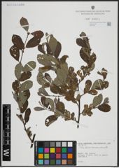 Foto von Salix atrocinerea Brot. x Salix aurita L.